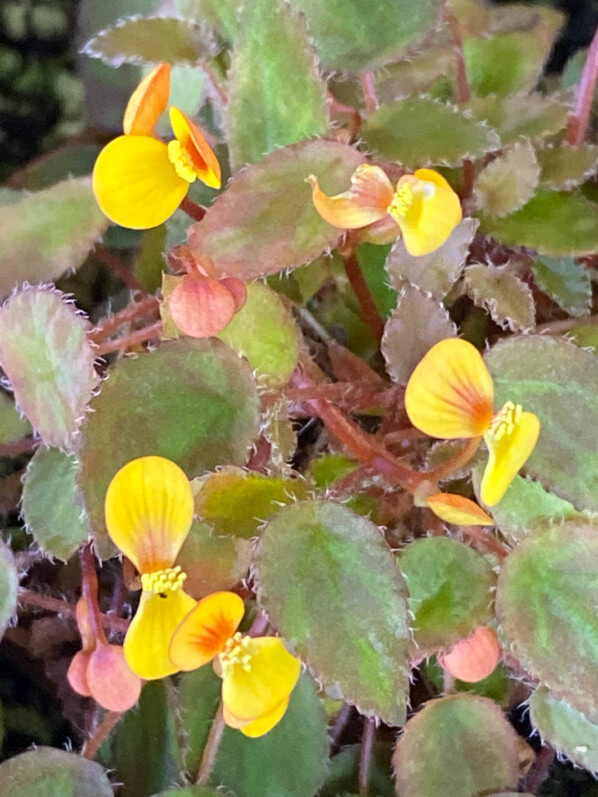 Begonia vankerckhovenii, Bégoniacées, plante d'intérieur, Paris 19e (75)