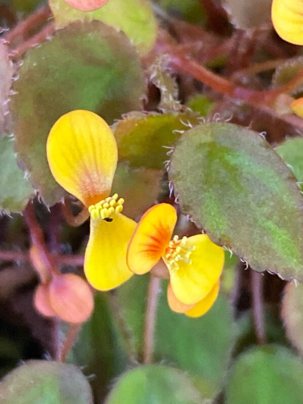 Begonia vankerckhovenii, Bégoniacées, plante d'intérieur, Paris 19e (75)
