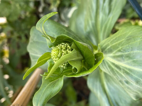 Floraison Imminente Pour Ma Valeriane Des Jardins Paris Cote Jardin