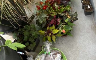 Livraison de jeunes plants et bulbes à fleurs au début du printemps sur mon balcon parisien, Paris 19e (75)