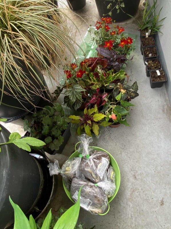 Lire la suite à propos de l’article Commandes de plantes livrées et prêtes à être plantées sur mon balcon