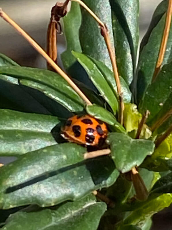 Coccinelle au début du printemps sur mon balcon parisien, Paris 19e (75)