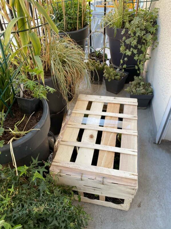 Colis de plantes vivaces de la Pépinière Delabroye sur au début du printemps sur mon balcon parisien, Paris 19e (75)