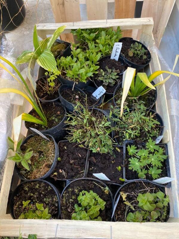 Colis de plantes vivaces de la Pépinière Delabroye sur au début du printemps sur mon balcon parisien, Paris 19e (75)