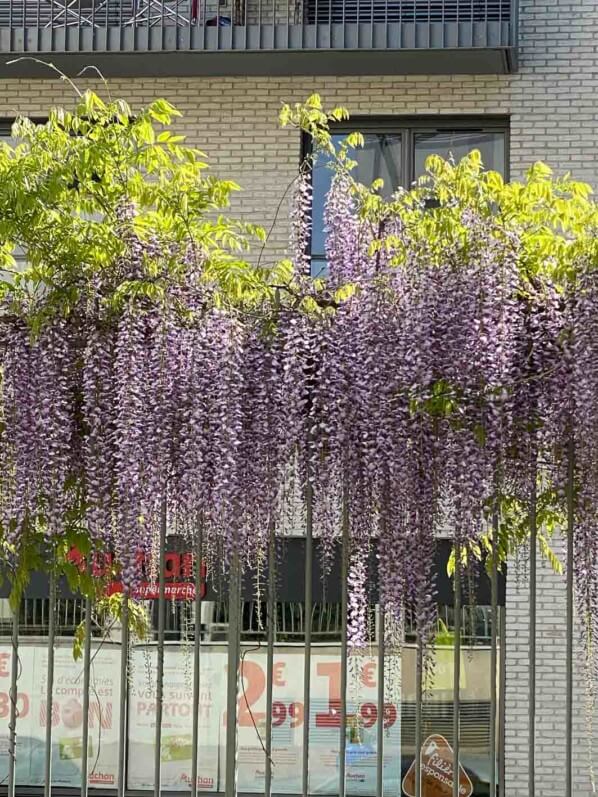Glycine fleurie (Wisteria), Paris 19e (75)