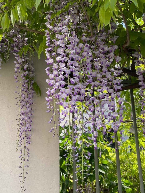 Glycine fleurie (Wisteria), Paris 19e (75)