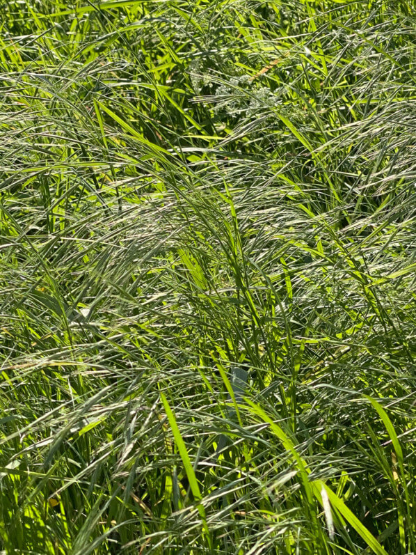 Lire la suite à propos de l’article Le soleil dans les herbes folles