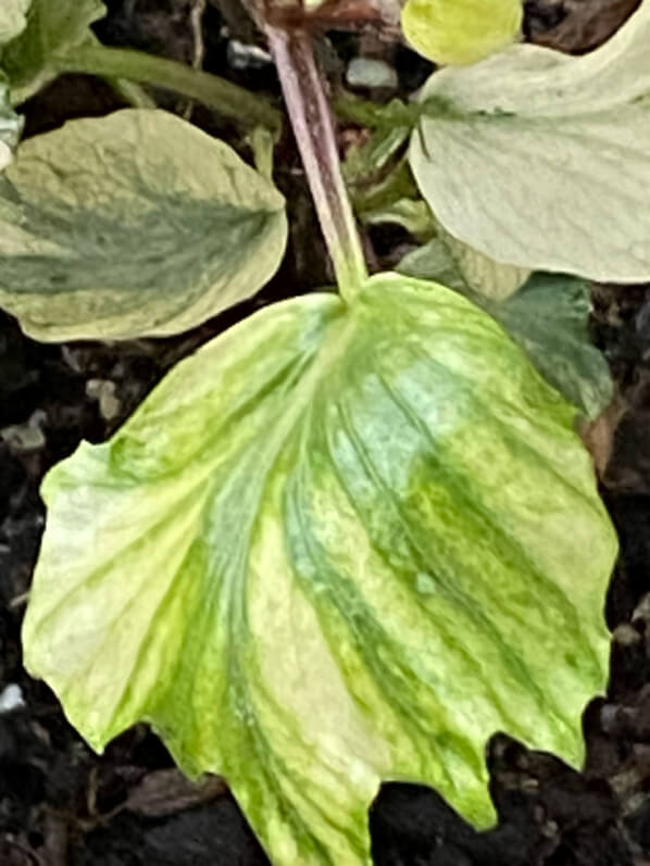 Lierre (Hedera) panaché au début du printemps sur mon balcon parisien, Paris 19e (75)