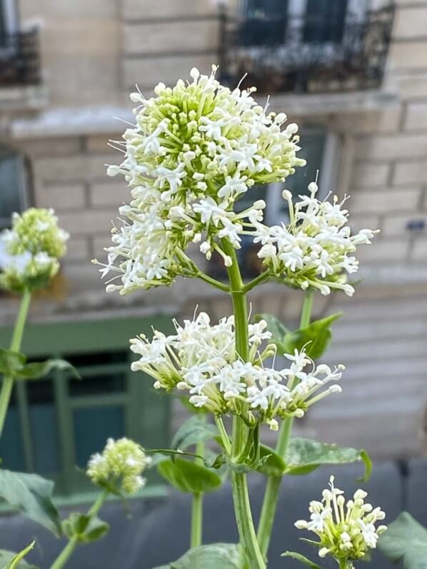 Lilas d'Espagne, valériane des jardins, Centranthus tuber 'Albus', au début du printemps sur mon balcon parisien, Paris 19e (75)