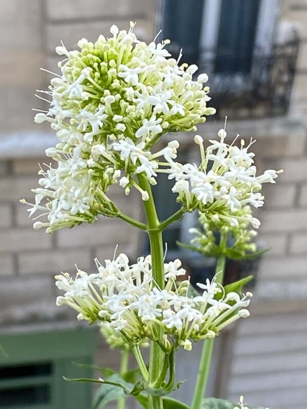 Lilas d'Espagne, valériane des jardins, Centranthus tuber 'Albus', au début du printemps sur mon balcon parisien, Paris 19e (75)