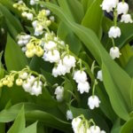 Quelques brins de muguet porte-bonheur pour ce 1er mai 2025
