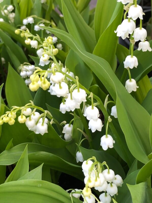 Muguet, avril 2019, photo Alain Delavie