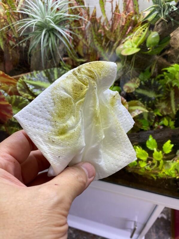 Nettoyage d'un terrarium avec des bégonias, vitres sales, plantes d'intérieur, Paris 19e (75)