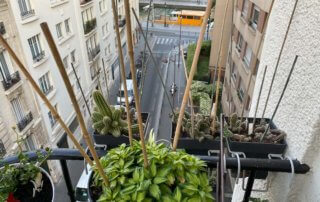 Potées avec des piques pour repousser les pigeons au début du printemps sur mon balcon parisien, Paris 19e (75)