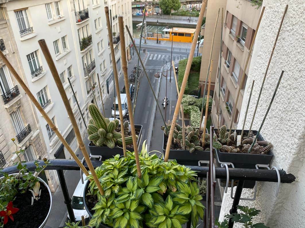 Lire la suite à propos de l’article Arsenal anti pigeons pour protéger mes potées