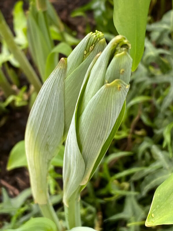 Nouvelle pousse de sceau-de-Salomon (Polygonatum) au début du printemps sur mon balcon parisien, Paris 19e (75)