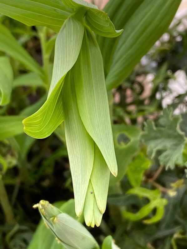 Nouvelle pousse de sceau-de-Salomon (Polygonatum) au début du printemps sur mon balcon parisien, Paris 19e (75)