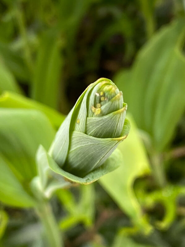 Nouvelle pousse de sceau-de-Salomon (Polygonatum) au début du printemps sur mon balcon parisien, Paris 19e (75)