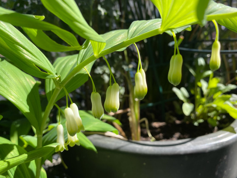 Floraison de mes sceaux-de-Salomon au début du printemps sur mon balcon parisien, Paris 19e (75)