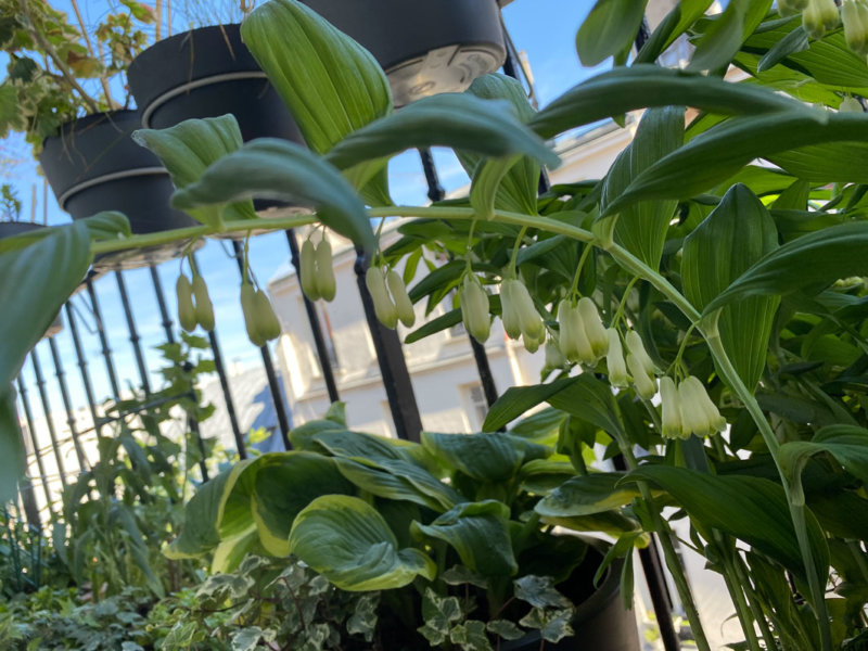 Floraison de mes sceaux-de-Salomon au début du printemps sur mon balcon parisien, Paris 19e (75)