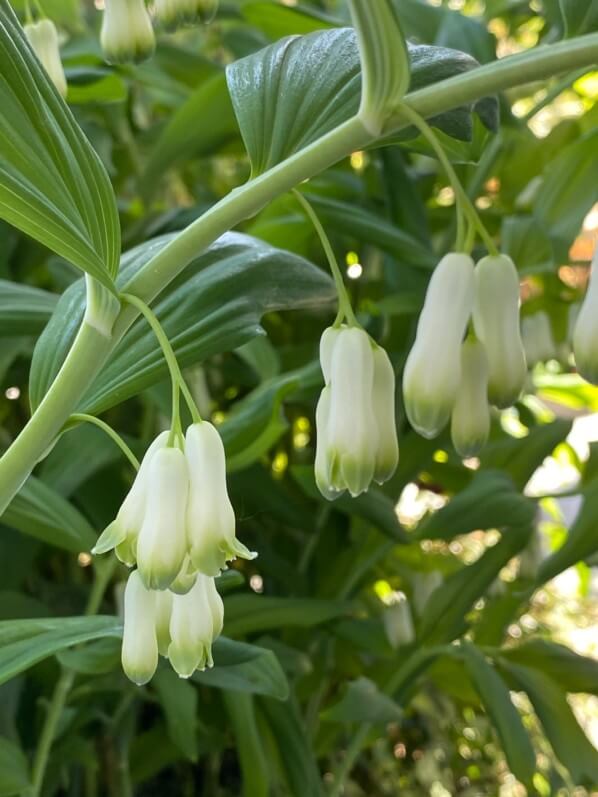 Floraison de mes sceaux-de-Salomon au début du printemps sur mon balcon parisien, Paris 19e (75)