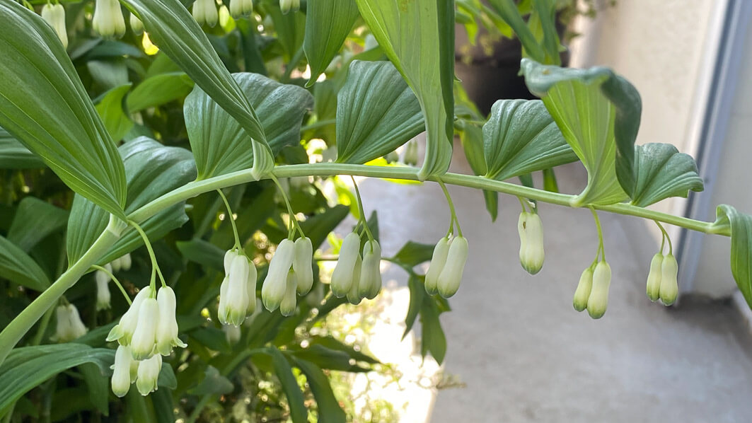 Lire la suite à propos de l’article Nouvelle floraison pour mes sceaux de Salomon
