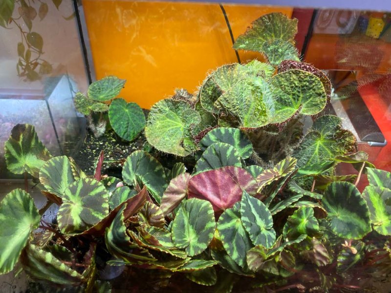 Terrarium avec Begonia cleopatrae et Begonia sizemoreae, plantes d'intérieur, Paris 19e (75)