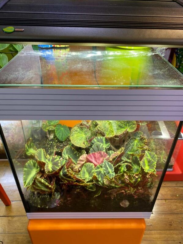 Terrarium avec des bégonias, vitres propres, plantes d'intérieur, Paris 19e (75)