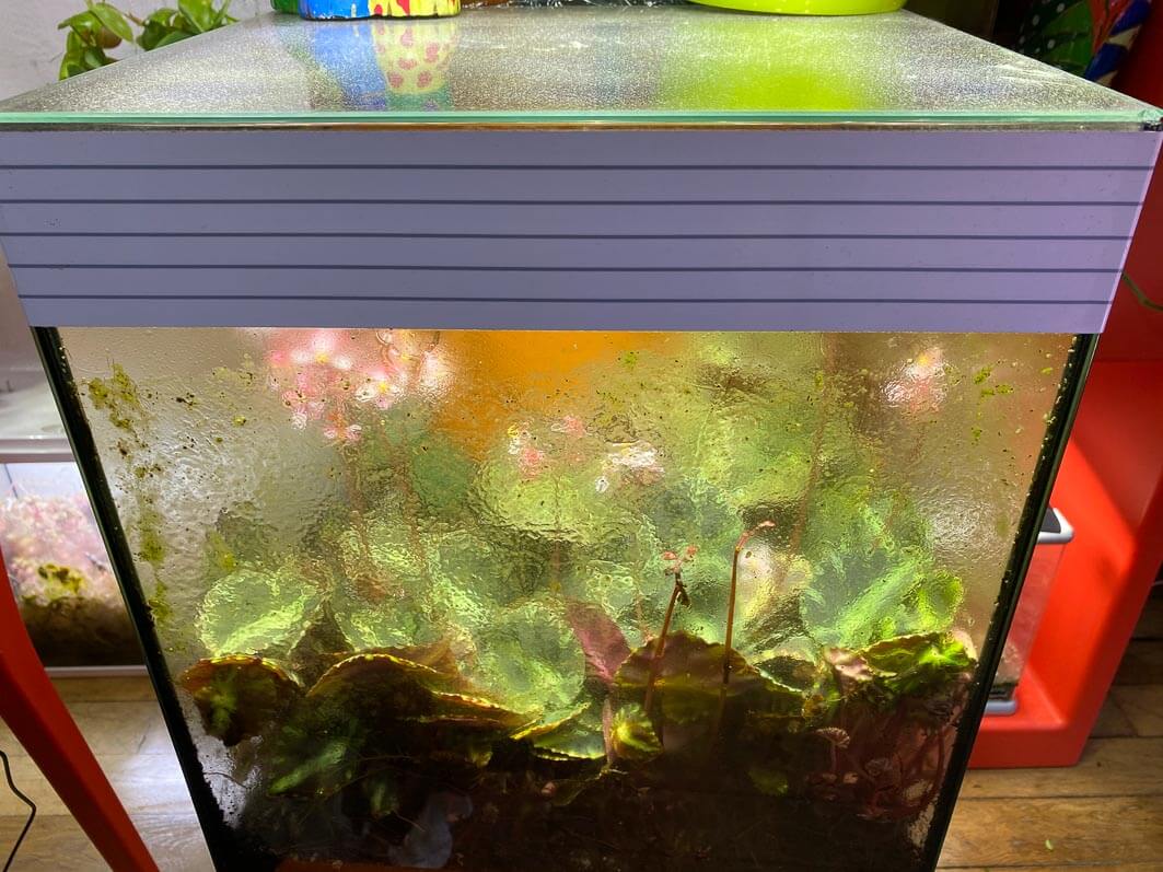 Lire la suite à propos de l’article Nettoyage de mes grands terrariums