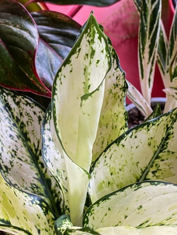 Lire la suite à propos de l’article Déploiement d’une feuille d’Aglaonema (Araceae)