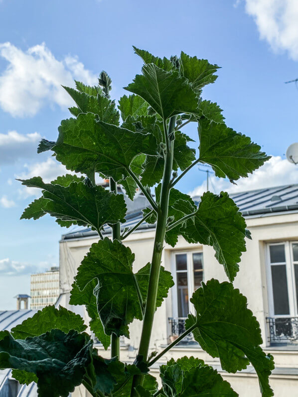 Alcathea au printemps sur mon balcon parisien, Paris 19e (75)