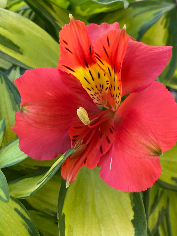 Alstroemeria 'Little Miss Zoé' au printemps sur mon balcon parisien, Paris 19e (75)