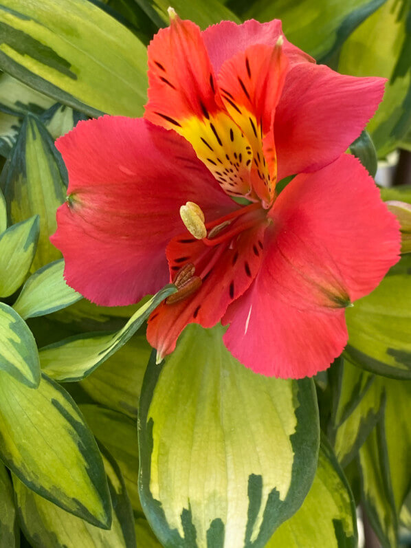 Alstroemeria 'Little Miss Zoé' au printemps sur mon balcon parisien, Paris 19e (75)