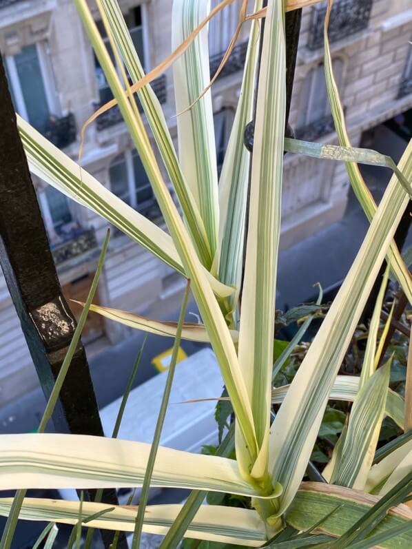 Arundo donax 'Variegata Compact Elly' au printemps sur mon balcon parisien, Paris 19e (75)