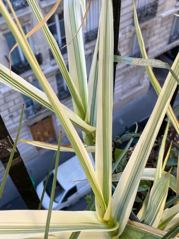 Arundo donax 'Variegata Compact Elly' au printemps sur mon balcon parisien, Paris 19e (75)