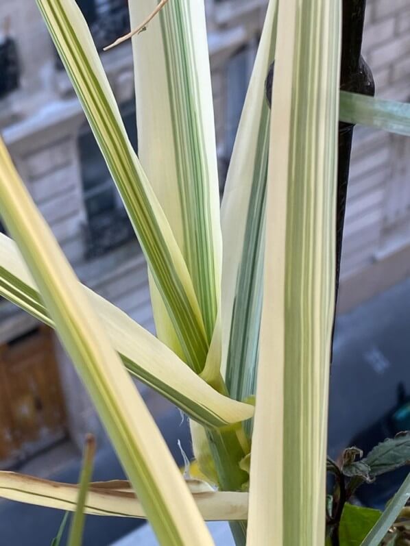 Arundo donax 'Variegata Compact Elly' au printemps sur mon balcon parisien, Paris 19e (75)