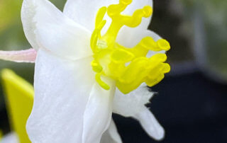 Fleur femelle du Begonia Baby Wings, Bégoniacées