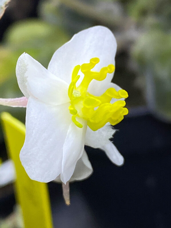 Fleur femelle du Begonia Baby Wings, Bégoniacées