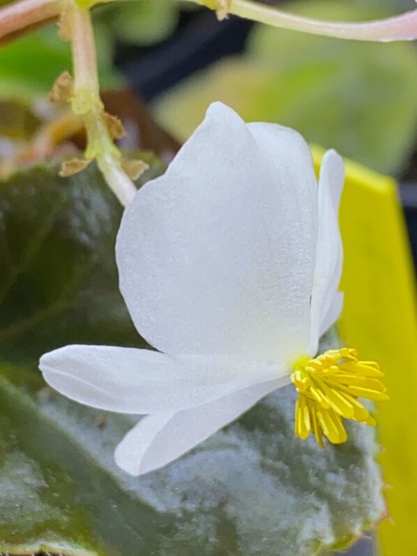 Lire la suite à propos de l’article Les fleurs mâles et femelles du bégonia