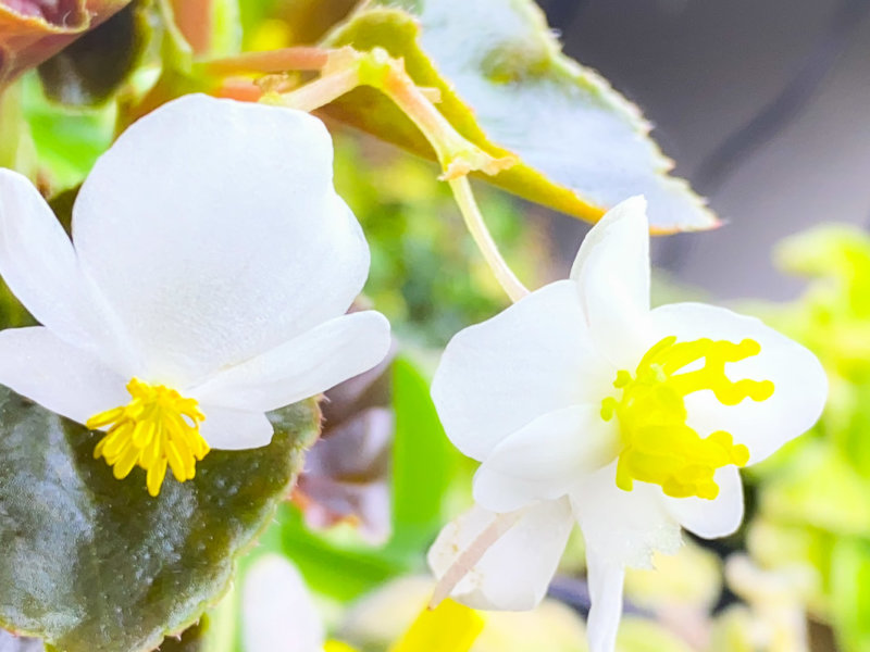 Fleur mâle et fleur femelle du Begonia Baby Wings, Bégoniacées