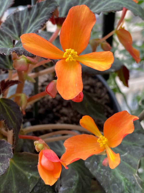 Bégonia 'Glowing Amber', au printemps sur mon balcon parisien, Paris 19e (75)