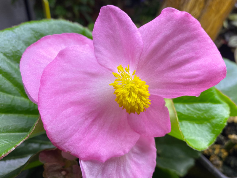 Bégonia Tophat Pink, Bégoniacées, plante d'intérieur, Paris 19e (75)