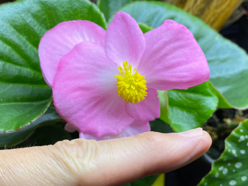 Bégonia Tophat Pink, Bégoniacées, plante d'intérieur, Paris 19e (75)