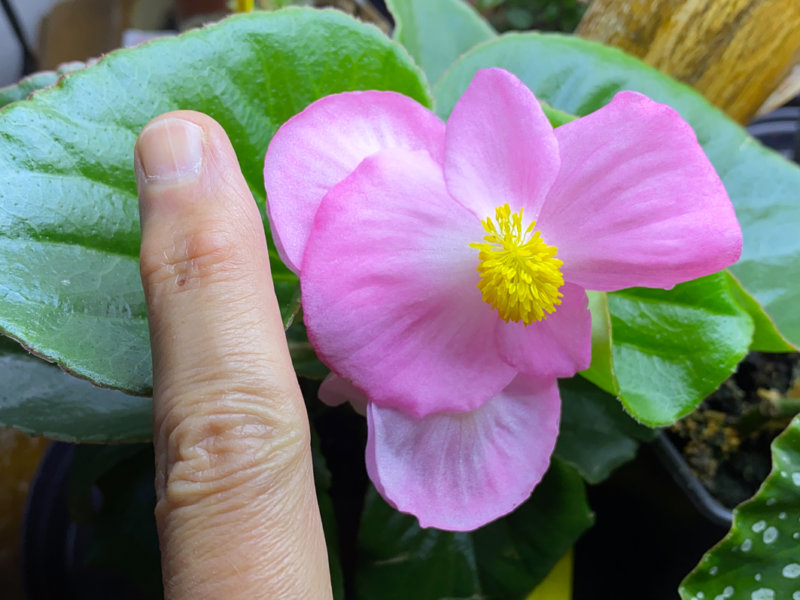 Bégonia Tophat Pink, Bégoniacées, plante d'intérieur, Paris 19e (75)