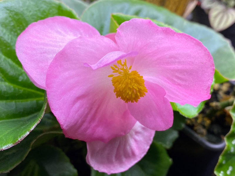 Bégonia Tophat Pink, Bégoniacées, plante d'intérieur, Paris 19e (75)