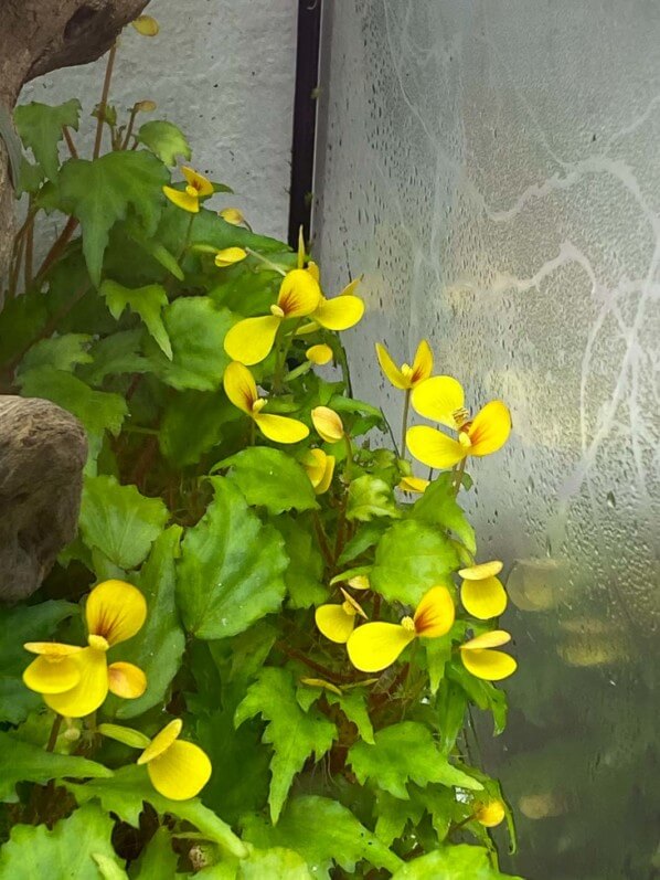 Lire la suite à propos de l’article Les petits papillons dorés du Begonia prismatocarpa