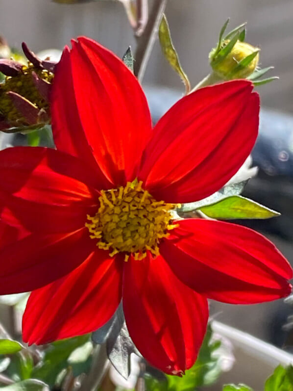 Bidens 'Spicy Dark Red' au printemps sur mon balcon parisien, Paris 19e (75)