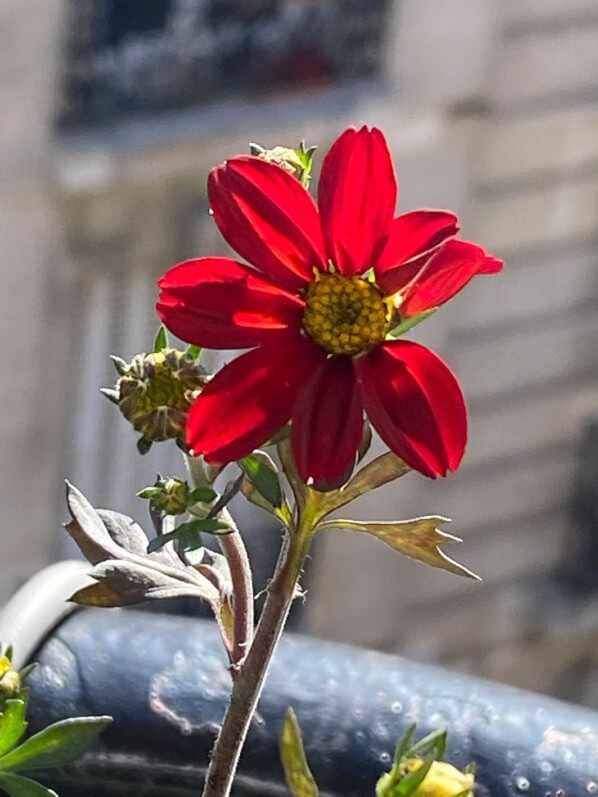 Bidens 'Spicy Dark Red' au printemps sur mon balcon parisien, Paris 19e (75)