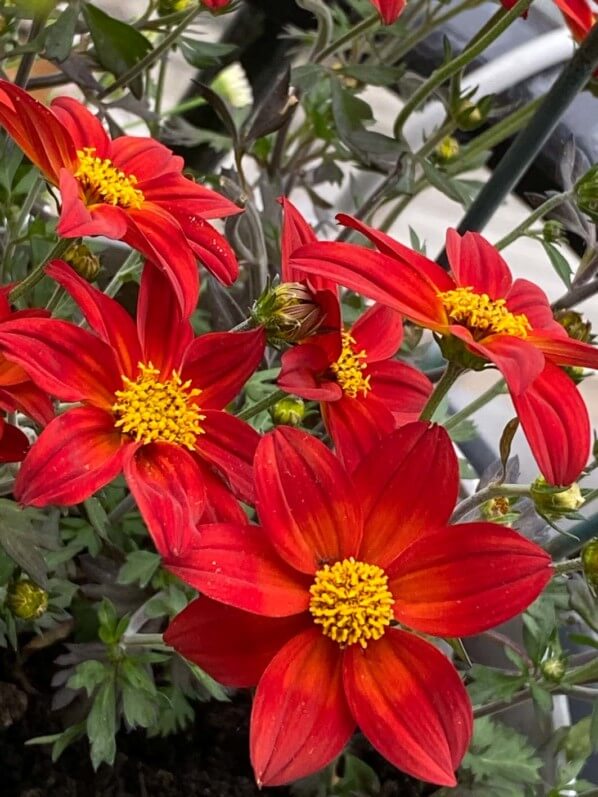 Bidens 'Spicy Dark Red', fleur annuelle, au printemps sur mon balcon parisien, Paris 19e (75)