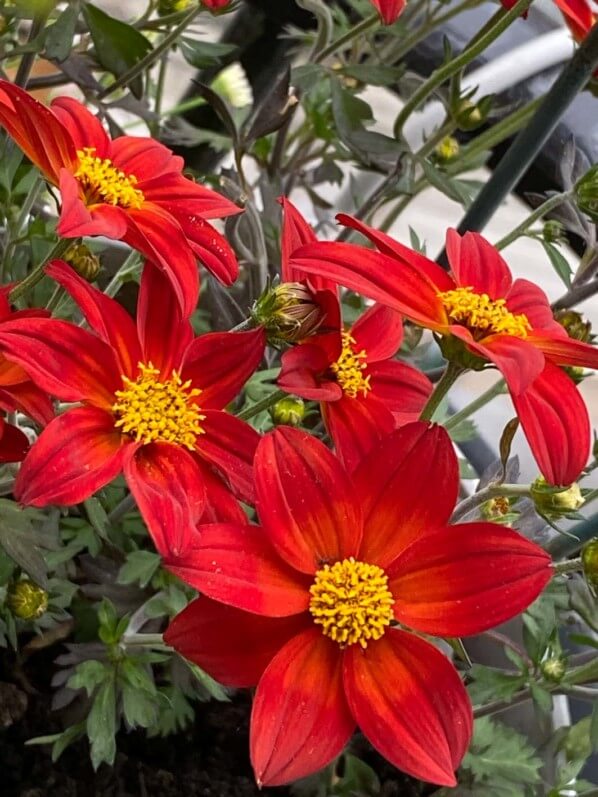 Lire la suite à propos de l’article Joli bouquet de fleurs pour mon Bidens ‘Spicy Dark Red’